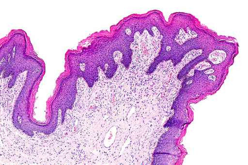 Histology