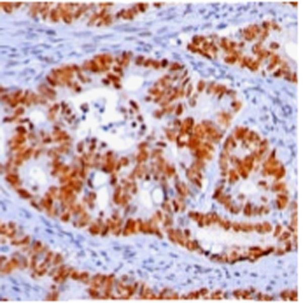 p53 (Clone BP53-12) - Teomics