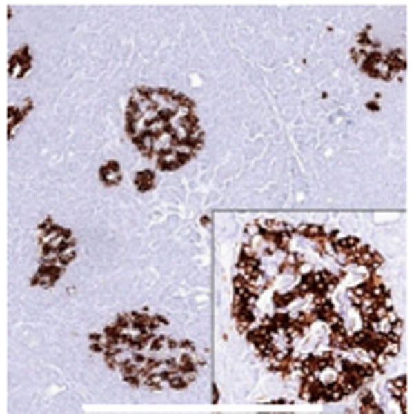 Insulin (Clone 2D11-H5) - Teomics