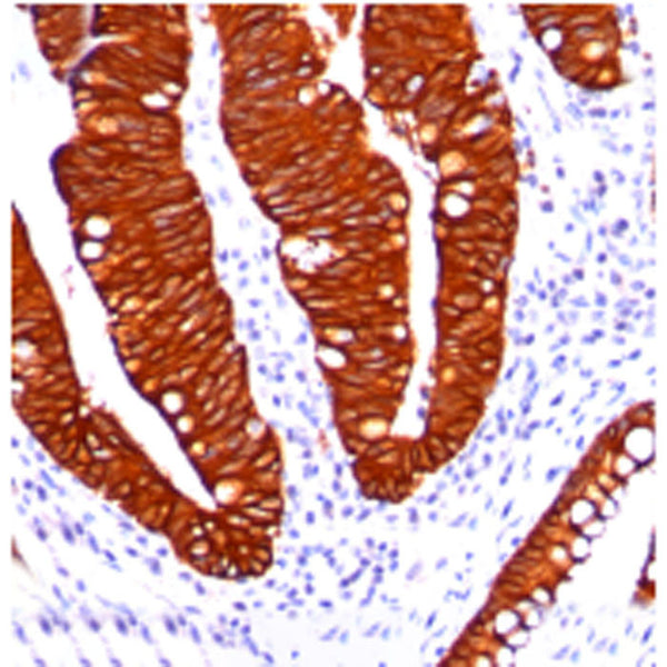 Cytokeratin 19 (KRT19) (Clone A53-B/A2.26) - Teomics