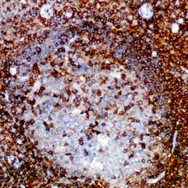 CD45 (Clone 2B11) - Teomics