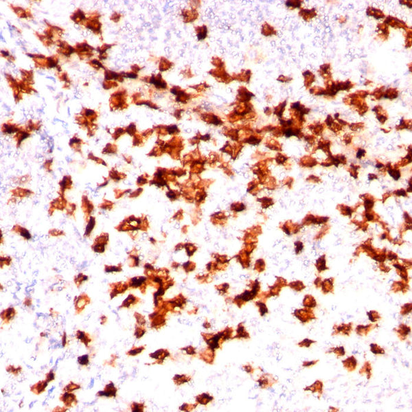 CD8A (Clone C8/144B) - Teomics