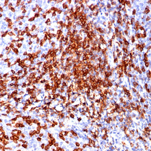 CD44 / HCAM Std. (Clone 156-3C11) - Teomics