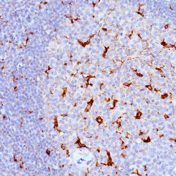 CD68 (Clone KP1 & C68/684) - Teomics