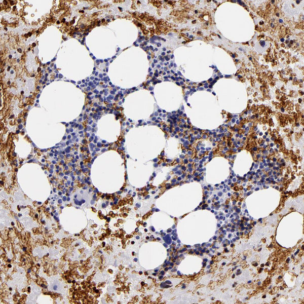 Glycophorin A / CD235  (Clone GPHN02) - Teomics
