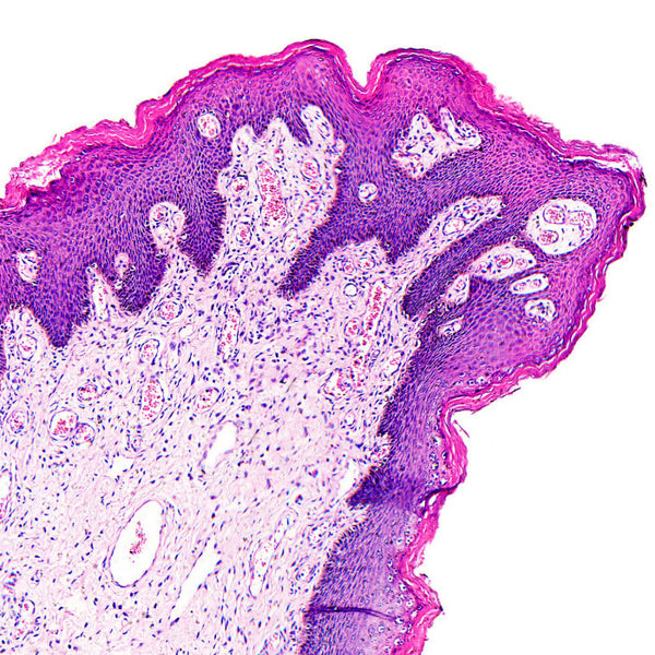 Hematoxylin and Eosin Staining Kit - Teomics