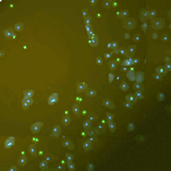 Vibrant Mounting Medium For Fluorescence - Teomics