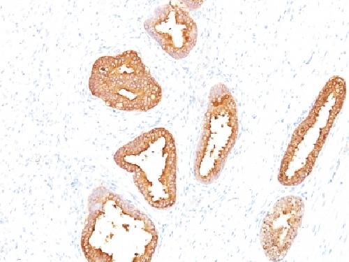 Prostate Specific Antigen (PSA) Mouse Monoclonal Antibody [Clone A67-B/E3] - Teomics